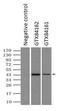 Mitogen-Activated Protein Kinase Kinase 4 antibody, GTX84162, GeneTex, Immunoprecipitation image 