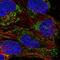 Mitochondrial Ribosomal Protein L11 antibody, HPA057685, Atlas Antibodies, Immunocytochemistry image 