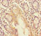 Tripartite Motif Containing 37 antibody, A63716-100, Epigentek, Immunohistochemistry paraffin image 
