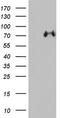 Gp110 antibody, TA803041, Origene, Western Blot image 