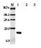 Leptin antibody, ALX-804-701-C050, Enzo Life Sciences, Western Blot image 