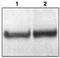 Disabled homolog 1 antibody, GTX16675, GeneTex, Western Blot image 