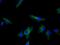 Lysyl Oxidase antibody, NB100-2527, Novus Biologicals, Immunocytochemistry image 