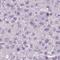 Protein Wnt-9b antibody, HPA058361, Atlas Antibodies, Immunohistochemistry frozen image 