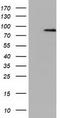 NIMA Related Kinase 11 antibody, CF501608, Origene, Western Blot image 