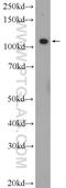 Rho/Rac Guanine Nucleotide Exchange Factor 2 antibody, 24472-1-AP, Proteintech Group, Western Blot image 