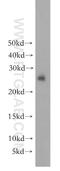 Tyrosine 3-Monooxygenase/Tryptophan 5-Monooxygenase Activation Protein Eta antibody, 15222-1-AP, Proteintech Group, Western Blot image 