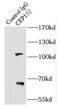 Centrosomal Protein 152 antibody, FNab01597, FineTest, Immunoprecipitation image 