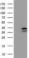 POU domain class 2-associating factor 1 antibody, M04431-2, Boster Biological Technology, Western Blot image 