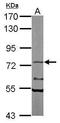 Nuclear RNA Export Factor 1 antibody, PA5-21412, Invitrogen Antibodies, Western Blot image 