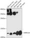 Mitochondrial Ribosomal Protein L34 antibody, 18-090, ProSci, Western Blot image 