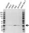 HLA class II histocompatibility antigen, DQ alpha 2 chain antibody, VPA00443, Bio-Rad (formerly AbD Serotec) , Western Blot image 