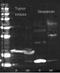 E. coli LMW Proteins antibody, orb344698, Biorbyt, Western Blot image 