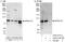 A-kinase anchor protein 17A antibody, A303-217A, Bethyl Labs, Immunoprecipitation image 