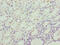 CLOCK Interacting Pacemaker antibody, CSB-PA880155LA01HU, Cusabio, Immunohistochemistry frozen image 