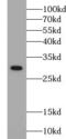Mitochondrial RRNA Methyltransferase 2 antibody, FNab03234, FineTest, Western Blot image 