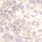 Caveolin 1 antibody, FNab10420, FineTest, Immunohistochemistry frozen image 