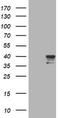 Sialidase-1 antibody, CF801670, Origene, Western Blot image 