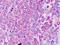 C-C motif chemokine 20 antibody, TA316597, Origene, Immunohistochemistry frozen image 