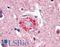 Ubiquitin B antibody, LS-B3409, Lifespan Biosciences, Immunohistochemistry frozen image 
