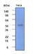 Glycogen Synthase Kinase 3 Beta antibody, AM09012PU-N, Origene, Western Blot image 