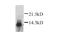 X-C Motif Chemokine Ligand 1 antibody, PA1-22497, Invitrogen Antibodies, Western Blot image 