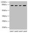 DEAH-Box Helicase 35 antibody, CSB-PA887985LA01HU, Cusabio, Western Blot image 