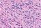 Neuropeptide FF Receptor 2 antibody, orb85633, Biorbyt, Immunohistochemistry paraffin image 