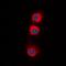 Protein Phosphatase 2 Catalytic Subunit Alpha antibody, orb338976, Biorbyt, Immunofluorescence image 