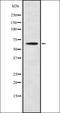 Uncharacterized aarF domain-containing protein kinase 4 antibody, orb337430, Biorbyt, Western Blot image 