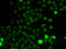 ETV1 antibody, 14-903, ProSci, Immunofluorescence image 