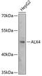 ALX Homeobox 4 antibody, 18-831, ProSci, Western Blot image 