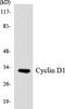 Cyclin D1 antibody, LS-C291856, Lifespan Biosciences, Western Blot image 