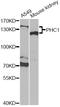 Polyhomeotic-like protein 1 antibody, STJ28406, St John
