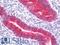 Progestagen Associated Endometrial Protein antibody, LS-B10557, Lifespan Biosciences, Immunohistochemistry paraffin image 