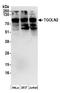 TGN51 antibody, A304-435A, Bethyl Labs, Western Blot image 