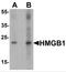 HMG1 antibody, TA349024, Origene, Western Blot image 