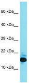 Family With Sequence Similarity 177 Member B antibody, TA335326, Origene, Western Blot image 
