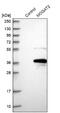 Monoacylglycerol O-Acyltransferase 2 antibody, NBP1-85230, Novus Biologicals, Western Blot image 
