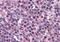 Fanconi anemia group G protein antibody, MBS242552, MyBioSource, Immunohistochemistry paraffin image 