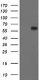 BAI1 Associated Protein 2 antibody, LS-C173195, Lifespan Biosciences, Western Blot image 