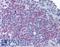 Lymphocyte Antigen 86 antibody, LS-B1375, Lifespan Biosciences, Immunohistochemistry frozen image 