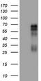 TNF Receptor Superfamily Member 8 antibody, TA801773, Origene, Western Blot image 