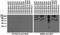 Synaptotagmin 9 antibody, 73-306, Antibodies Incorporated, Western Blot image 