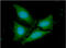 Mitochondrial fission 1 protein antibody, GTX57722, GeneTex, Immunofluorescence image 