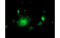 NGG1 Interacting Factor 3 Like 1 antibody, MBS835037, MyBioSource, Immunofluorescence image 