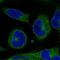 Erythroferrone antibody, HPA077259, Atlas Antibodies, Immunofluorescence image 