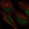 Zinc Finger Protein 594 antibody, PA5-66901, Invitrogen Antibodies, Immunofluorescence image 