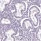 Chromosome 1 Open Reading Frame 56 antibody, HPA037430, Atlas Antibodies, Immunohistochemistry frozen image 
