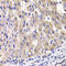 Ribosomal Protein L14 antibody, LS-C334906, Lifespan Biosciences, Immunohistochemistry paraffin image 